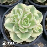 Echeveria Rolly White Variegated