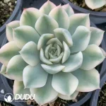 Echeveria Moon Fairy Variegated
