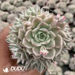 Echeveria Margaret Variegated Clustering
