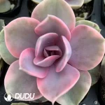 Echeveria Rainbow Variegated