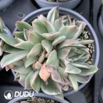 Echeveria Crystal Lovers Variegated Clustering