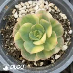 Echeveria Nicksana Variegated