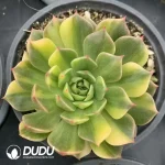 Echeveria Olivia Variegated