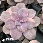 Graptopetalum Superbum Silky Variegated