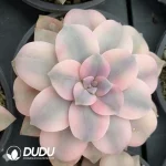 Graptopetalum Superbum Variegated