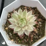 Sempervivum Variegated