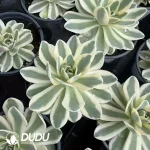 Orostachys iwarenge f. Variegata Fuji