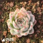 Echeveria Chihuahuaensis Marginata