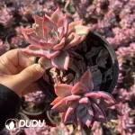 $2.12*24pcs Echeveria Ice Moon Clustering (Single Double Heads randomly) - Image 2