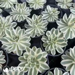 Orostachys iwarenge f. Variegata Fuji - Image 2