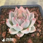 Echeveria Chihuahuaensis Marginata - Image 2