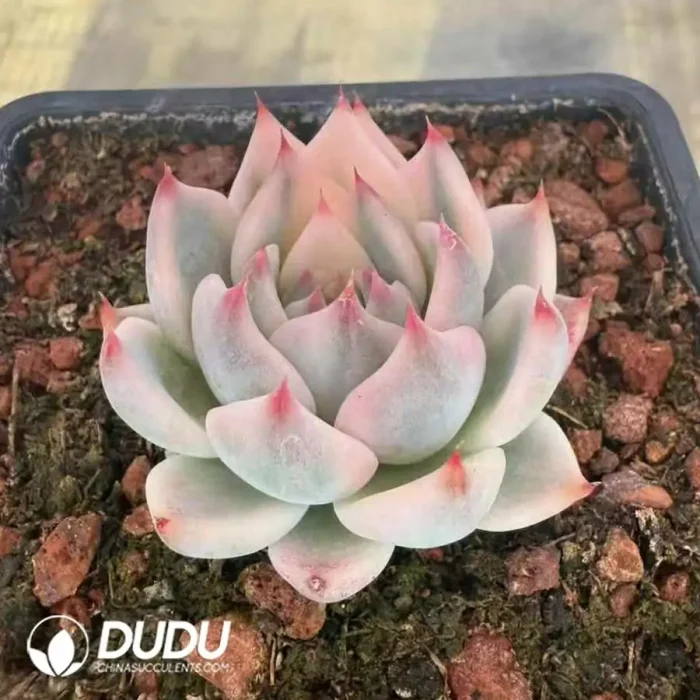 Echeveria Chihuahuaensis Marginata - Image 2