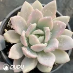 Graptopetalum Opalina Variegated