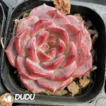 Echeveria Snow Bunny