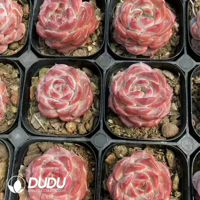 Echeveria Snow Bunny - Image 2