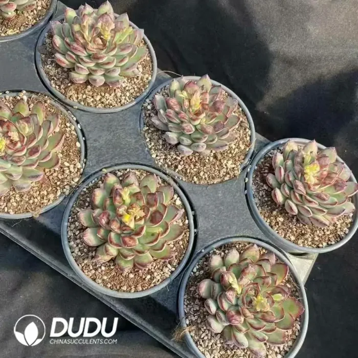 Echeveria Lingzhu - Image 2