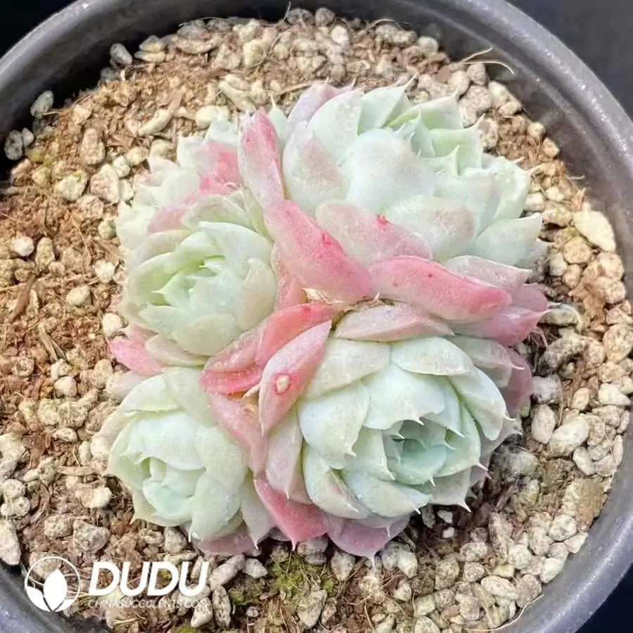 1744277117-e201.webp Echeveria Pear Horn Clustering - Image 1