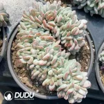 Echeveria Agate Cristata