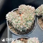 Echeveria Agate Cristata - Image 2