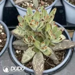 Kalanchoe  Tomentosa Clustering - Image 2