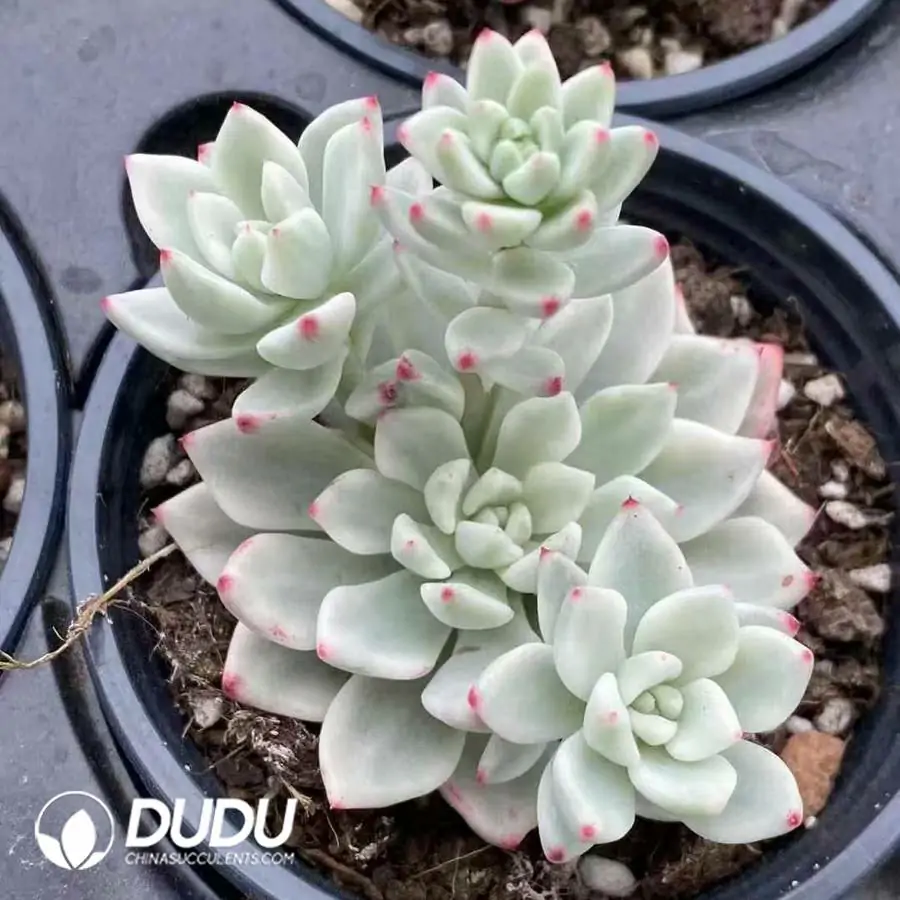 1744277139-e201.webp Echeveria Ice Beauty Variegated Clustering - Image 1