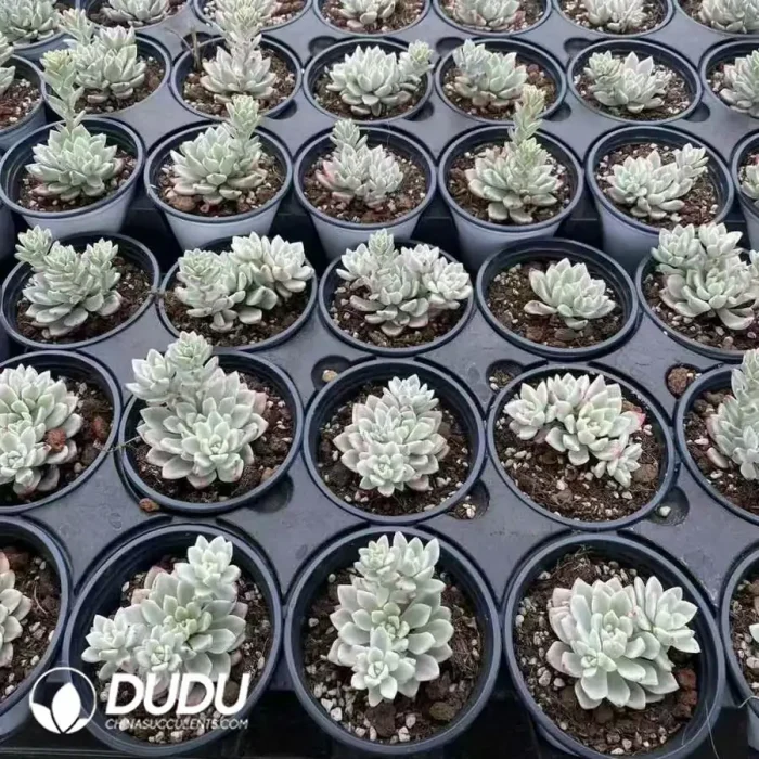 Echeveria Ice Beauty Variegated Clustering - Image 2