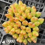 Conophytum Orange Flower Bilobum Clustering