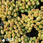 Conophytum Orange Flower Bilobum Clustering - Image 2