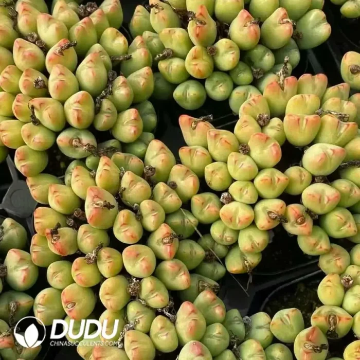 Conophytum Orange Flower Bilobum Clustering - Image 2