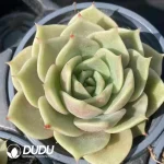 Echeveria Garr Lake Variegated