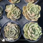 Echeveria Garr Lake Variegated - Image 2