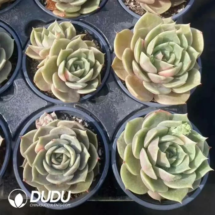 Echeveria Garr Lake Variegated - Image 2