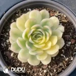 Echeveria Ice Strawberry Variegated