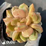 Echeveria Yellow Skin Cheese Clustering