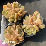 Echeveria Yellow Skin Cheese Clustering - Image 2