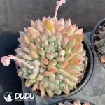 Echeveria Mello Clustering