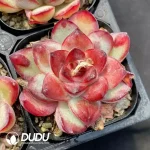 Echeveria Spirit Bead