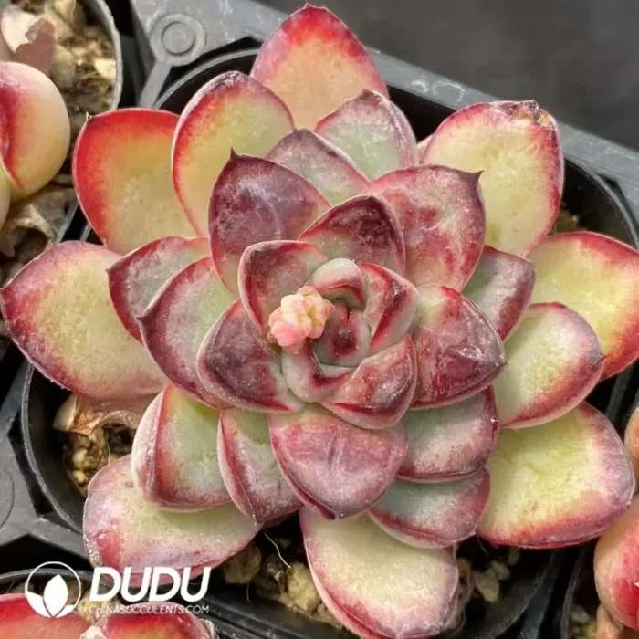 Echeveria Spirit Bead - Image 2