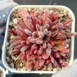 Crassula pubescens ssp. pubescens Clustering