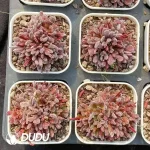 Crassula pubescens ssp. pubescens Clustering - Image 2