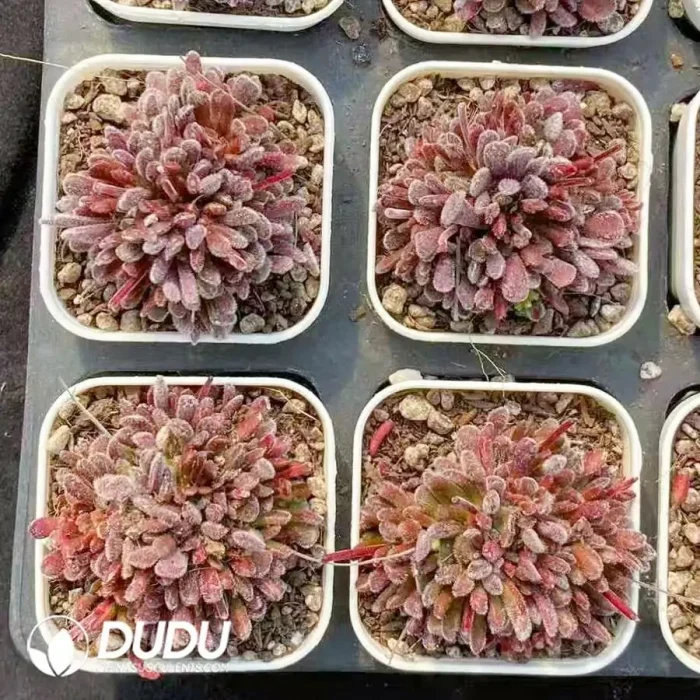 Crassula pubescens ssp. pubescens Clustering - Image 2