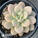 Graptopetalum Miul Variegated