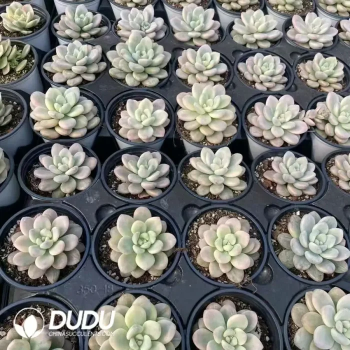 Graptopetalum Miul Variegated - Image 2