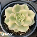 Echeveria Nicksana Variegated