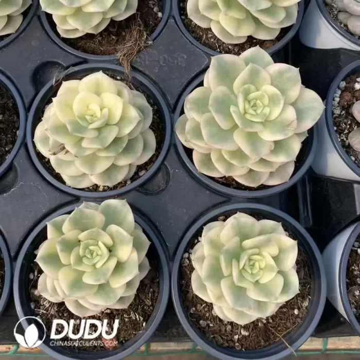 Echeveria Nicksana Variegated - Image 2