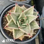 Echeveria Jade Star Variegated