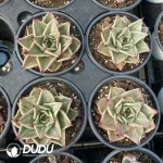 Echeveria Jade Star Variegated - Image 2