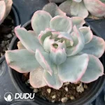 Echeveria Berkeley Variegated