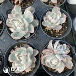 Echeveria Berkeley Variegated - Image 2