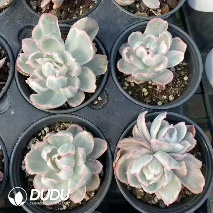 Echeveria Berkeley Variegated - Image 2